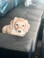 Mick, a male Miniature Dachshund for sale in Canal Fulton, OH – 1 of 8