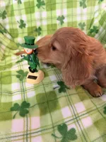 Mick, a male Miniature Dachshund for sale in Akron, OH – Photo 5 of 6