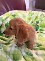 Mick, a male Miniature Dachshund for sale in Akron, OH – Photo 3 of 6