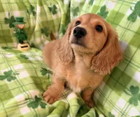 Mick, a male Miniature Dachshund for sale in Akron, OH – Photo 2 of 6