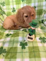 Mick, a male Miniature Dachshund for sale in Akron, OH – Photo 6 of 6