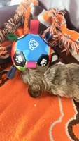 Laney, a female Miniature Dachshund for sale in Akron, OH – 8 of 10