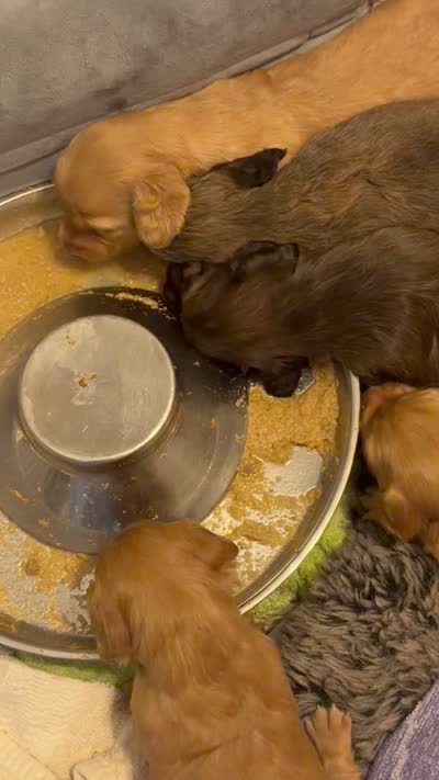Ringo, a male Miniature Dachshund for sale in Akron, OH – 6 of 9
