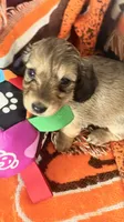Laney, a female Miniature Dachshund for sale in Akron, OH – 1 of 10