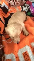 Mia, a female Miniature Dachshund for sale in Akron, OH – 6 of 9