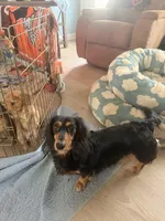 Pippa, a female Miniature Dachshund for sale in Canal Fulton, OH – 6 of 6