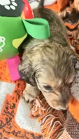 Laney, a female Miniature Dachshund for sale in Akron, OH – 9 of 10