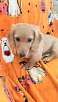 Dolly, a female Miniature Dachshund for sale in Canal Fulton, OH – 4 of 10
