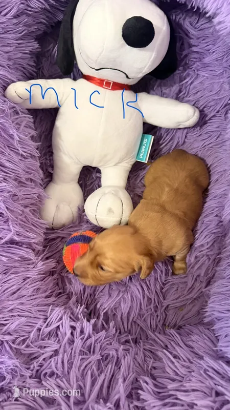 Mick – Miniature Dachshund puppy for sale in Akron, OH