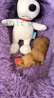Mick, a male Miniature Dachshund for sale in Akron, OH – 1 of 8