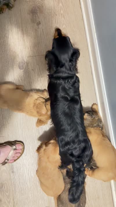 Mick, a male Miniature Dachshund for sale in Canal Fulton, OH – 7 of 8