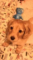 Rose , a female Miniature Dachshund for sale in Canal Fulton, OH – 9 of 10