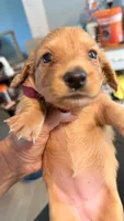 Ozzy, a male Miniature Dachshund for sale in Akron, OH – 7 of 10