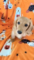 Dolly, a female Miniature Dachshund for sale in Canal Fulton, OH – 8 of 10