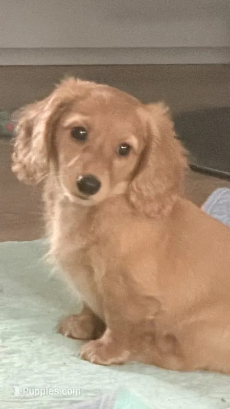 Pippa – Miniature Dachshund puppy for sale in Canal Fulton, OH