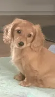 Pippa, a female Miniature Dachshund for sale in Canal Fulton, OH – 1 of 6
