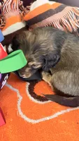 Ringo, a male Miniature Dachshund for sale in Akron, OH – 3 of 9