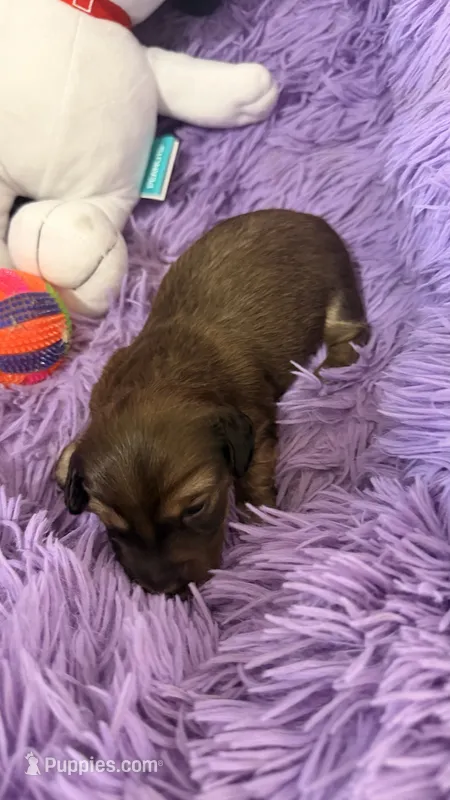 Ringo – Miniature Dachshund puppy for sale in Akron, OH
