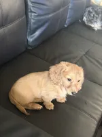 Mick, a male Miniature Dachshund for sale in Canal Fulton, OH – 5 of 8