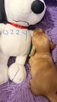 Ozzy, a male Miniature Dachshund for sale in Akron, OH – 4 of 10