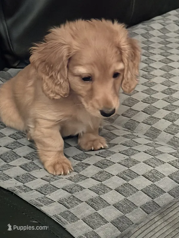 Rose  – Miniature Dachshund puppy for sale in Canal Fulton, OH