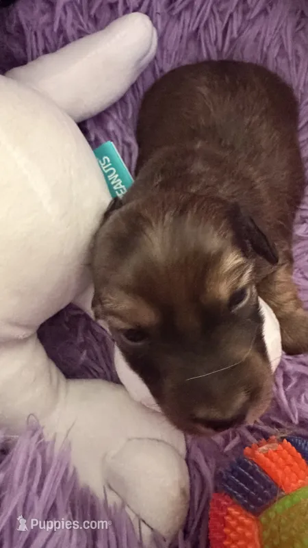 Ringo – Miniature Dachshund puppy for sale in Akron, OH