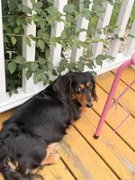 Ringo, a male Miniature Dachshund for sale in Akron, OH – 8 of 9