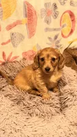 Rose , a female Miniature Dachshund for sale in Canal Fulton, OH – 5 of 10