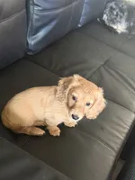 Mick, a male Miniature Dachshund for sale in Canal Fulton, OH – 3 of 8