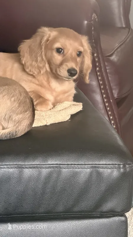Mick – Miniature Dachshund puppy for sale in Canal Fulton, OH
