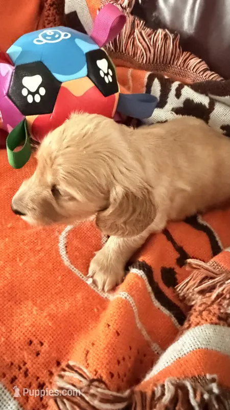 Mia – Miniature Dachshund puppy for sale in Akron, OH