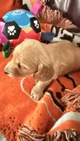 Mia, a female Miniature Dachshund for sale in Akron, OH – 2 of 9
