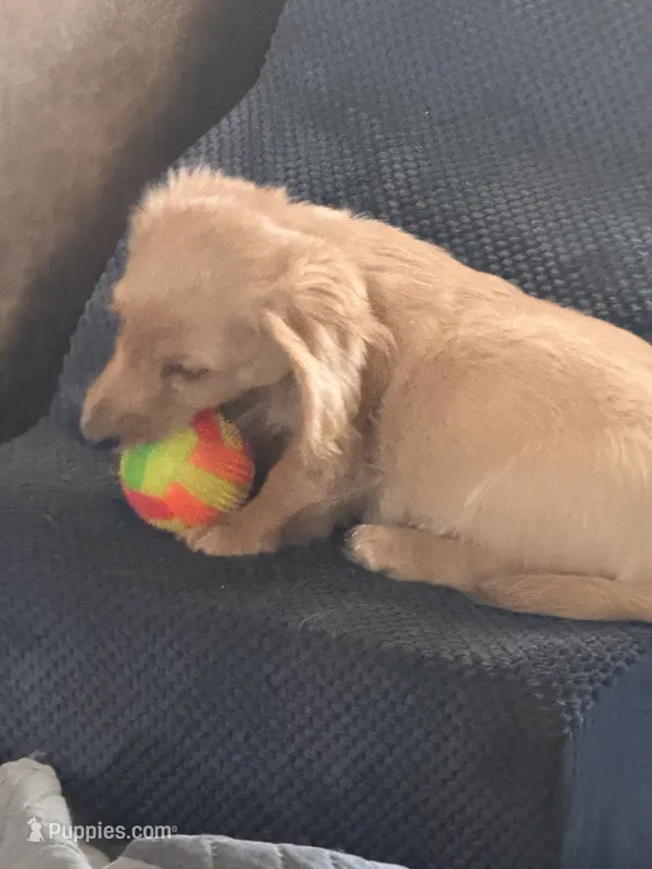 Mick – Miniature Dachshund puppy for sale in Canal Fulton, OH