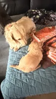 Rose , a female Miniature Dachshund for sale in Canal Fulton, OH – 8 of 10