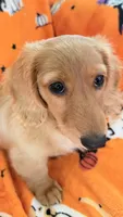 Dolly, a female Miniature Dachshund for sale in Canal Fulton, OH – 5 of 10