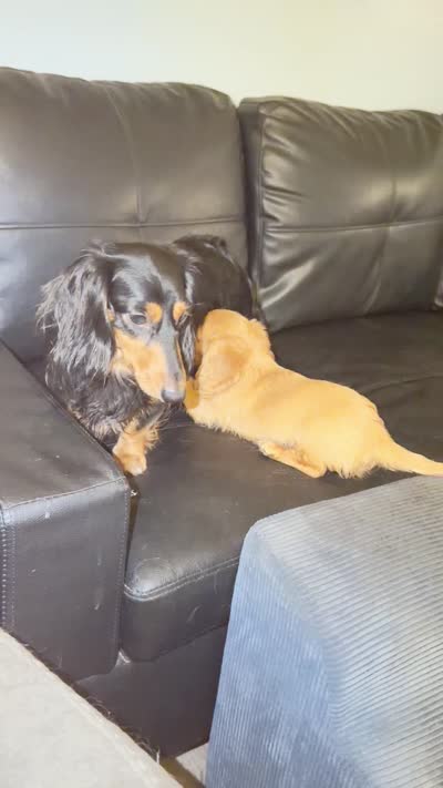 Mick, a male Miniature Dachshund for sale in Canal Fulton, OH – 8 of 8