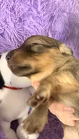 Laney, a female Miniature Dachshund for sale in Akron, OH – 6 of 10