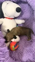 Laney, a female Miniature Dachshund for sale in Akron, OH – 3 of 10