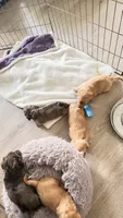 Rose , a female Miniature Dachshund for sale in Canal Fulton, OH – 2 of 10
