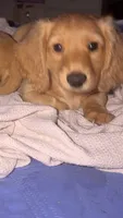 Pippa, a female Miniature Dachshund for sale in Canal Fulton, OH – 3 of 6