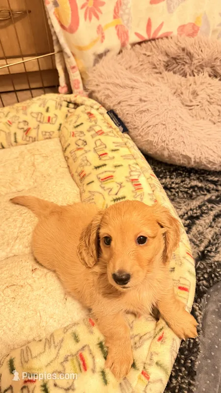 Rose  – Miniature Dachshund puppy for sale in Akron, OH