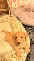Rose , a female Miniature Dachshund for sale in Canal Fulton, OH – 1 of 10