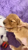 Mick, a male Miniature Dachshund for sale in Akron, OH – 2 of 8