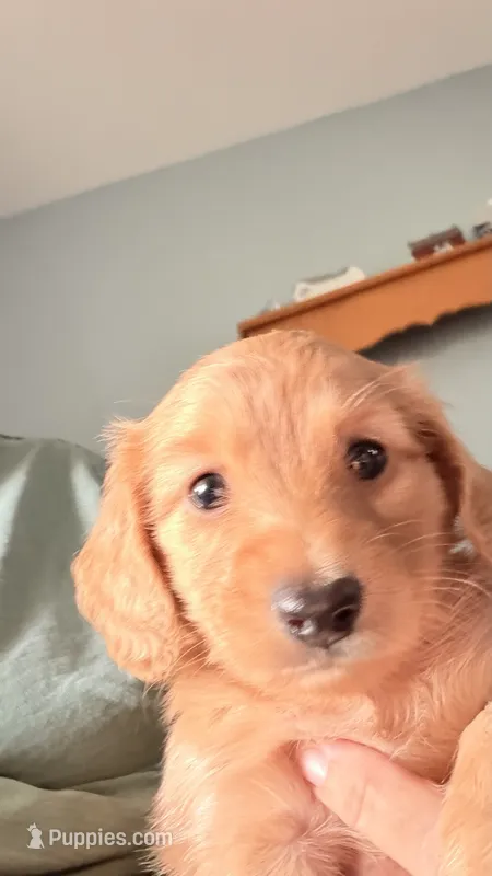 Mick – Miniature Dachshund puppy for sale in Canal Fulton, OH