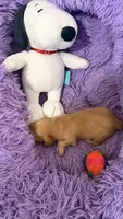 Ozzy, a male Miniature Dachshund for sale in Akron, OH – 6 of 10