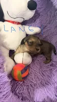 Laney, a female Miniature Dachshund for sale in Akron, OH – 4 of 10