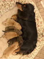 Mia, a female Miniature Dachshund for sale in Akron, OH – 9 of 9