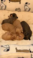 Ozzy, a male Miniature Dachshund for sale in Akron, OH – 8 of 10
