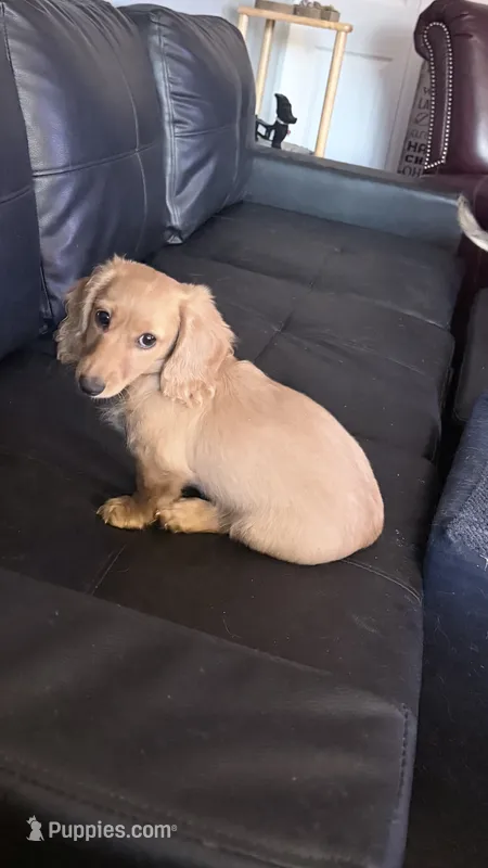 Dolly – Miniature Dachshund puppy for sale in Canal Fulton, OH