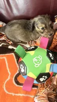Ringo, a male Miniature Dachshund for sale in Akron, OH – 4 of 9